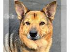 German Shepherd Dog Mix DOG FOR ADOPTION RGADN-1221852 - Novak - German Shepherd