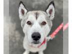 Huskies Mix DOG FOR ADOPTION RGADN-1221860 - Sammy - Husky / Terrier / Mixed Dog