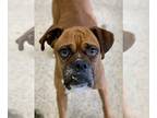 Boxer DOG FOR ADOPTION RGADN-1221865 - Hector - Boxer Dog For Adoption