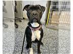 American Pit Bull Terrier-American Staffordshire Terrier Mix DOG FOR ADOPTION
