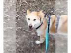 Golden Retriever DOG FOR ADOPTION RGADN-1221896 - Awna - Golden Retriever /