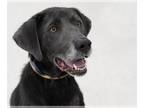 Labrador Retriever DOG FOR ADOPTION RGADN-1221897 - Jackson - Labrador Retriever