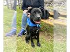 Labrador Retriever Mix DOG FOR ADOPTION RGADN-1221903 - Sweet Tart - Could I be