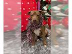 American Pit Bull Terrier Mix DOG FOR ADOPTION RGADN-1221912 - Kobe (2024) - Pit