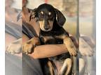 Doberman Pinscher-Pointer Mix DOG FOR ADOPTION RGADN-1221914 - Priscilla -