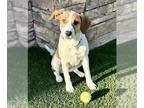 Doberman Pinscher-English Foxhound Mix DOG FOR ADOPTION RGADN-1221916 - Peyton -