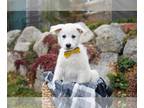 Great Pyrenees-Retriever Mix DOG FOR ADOPTION RGADN-1221946 - Prosciutto - Great