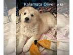 Great Pyrenees-Huskies Mix DOG FOR ADOPTION RGADN-1221948 - Kalamata Olive -
