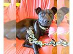 Greyhound-Labrador Retriever Mix DOG FOR ADOPTION RGADN-1221958 - Jett Wonderful