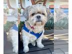 Shih Tzu DOG FOR ADOPTION RGADN-1221961 - Sheeba - Shih Tzu (short coat) Dog For