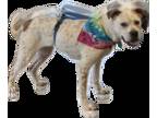 Boxer Mix DOG FOR ADOPTION RGADN-1221963 - Kaira - Cattle Dog / Boxer / Mixed