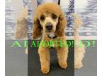 Poodle (Miniature) DOG FOR ADOPTION RGADN-1221995 - Cocoa - Poodle (Miniature)