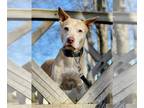 American Pit Bull Terrier-Huskies Mix DOG FOR ADOPTION RGADN-1222004 - Chance -
