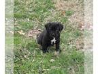 Boxer DOG FOR ADOPTION RGADN-1222014 - Petunia Puppy - Elm - Boxer Dog For