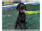 Labmaraner DOG FOR ADOPTION RGADN-1222022 - OLE - Weimaraner / Labrador