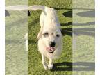Irish Wolfhound-Parson Russell Terrier Mix DOG FOR ADOPTION RGADN-1222030 -