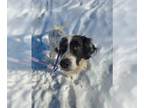 English Setter Mix DOG FOR ADOPTION RGADN-1222059 - Crockett - English Setter /