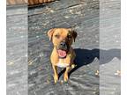 Rhodesian Ridgeback Mix DOG FOR ADOPTION RGADN-1222069 - Gunner - M - Rhodesian