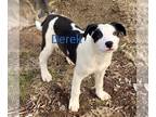 Huskies Mix DOG FOR ADOPTION RGADN-1222090 - Derek - Husky / Mixed Dog For