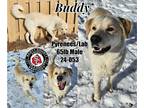 Labrenees DOG FOR ADOPTION RGADN-1222099 - Buddy - Great Pyrenees / Labrador