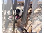 Alusky DOG FOR ADOPTION RGADN-1222100 - Jack - Alaskan Malamute / Siberian Husky