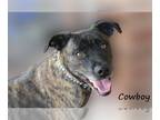 Beagle Mix DOG FOR ADOPTION RGADN-1222104 - Cowboy - Beagle / Terrier / Mixed