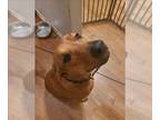 Plott Hound DOG FOR ADOPTION RGADN-1222110 - ATHENA - Plott Hound (medium coat)