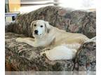 Great Pyrenees DOG FOR ADOPTION RGADN-1222122 - DELILAH - Great Pyrenees (long