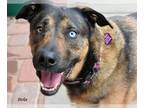 Shepradors DOG FOR ADOPTION RGADN-1222128 - Bella - German Shepherd Dog /