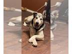 Siberian Husky Mix DOG FOR ADOPTION RGADN-1222129 - Kazu - Siberian Husky /