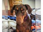 Doberman Pinscher DOG FOR ADOPTION RGADN-1222132 - Gunny - Doberman Pinscher