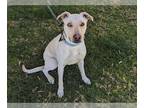 Greyhound-Labrador Retriever Mix DOG FOR ADOPTION RGADN-1222136 - GYPSY -