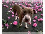 American Pit Bull Terrier DOG FOR ADOPTION RGADN-1222141 - SADIE - Pit Bull