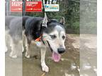 Siberian Husky DOG FOR ADOPTION RGADN-1222147 - LARRY - Siberian Husky (medium