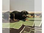 Labrador Retriever Mix DOG FOR ADOPTION RGADN-1222154 - Fanni - Labrador