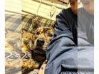 Akita-German Shepherd Dog Mix DOG FOR ADOPTION RGADN-1222172 - Cooke Handsome