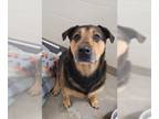 Rottweiler Mix DOG FOR ADOPTION RGADN-1222180 - SUN SUN - Rottweiler / Mixed