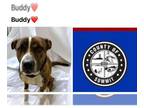 American Pit Bull Terrier-Plott Hound Mix DOG FOR ADOPTION RGADN-1222193 - BUDDY