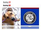 American Pit Bull Terrier-Rhodesian Ridgeback Mix DOG FOR ADOPTION RGADN-1222194
