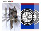 Catahoula Leopard Dog Mix DOG FOR ADOPTION RGADN-1222196 - MERLE - Catahoula