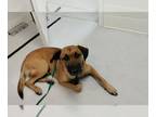 German Shepherd Dog Mix DOG FOR ADOPTION RGADN-1222197 - Danny (Prison Program)
