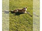 Retriever Mix DOG FOR ADOPTION RGADN-1222201 - Mandy - Terrier / Retriever /