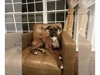Boxer DOG FOR ADOPTION RGADN-1222202 - Max - ADOPTION PENDING!!!