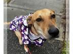 Labrador Retriever-Whippet Mix DOG FOR ADOPTION RGADN-1222220 - Spaghetti -