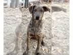 Plott Hound DOG FOR ADOPTION RGADN-1222226 - Chino - Plott Hound / Labrador