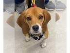 Beagle DOG FOR ADOPTION RGADN-1222231 - Honey *Adopt or Foster* - Beagle (short