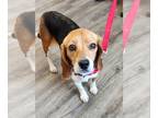 Beagle DOG FOR ADOPTION RGADN-1222231 - Honey *Adopt* - Beagle (short coat) Dog
