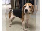 Beagle DOG FOR ADOPTION RGADN-1222232 - Breezy *Adopt or Foster * - Beagle
