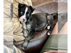 Huskies -Mastiff Mix DOG FOR ADOPTION RGADN-1222233 - Mittens - Seasons Change
