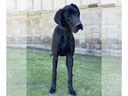 Great Dane DOG FOR ADOPTION RGADN-1222253 - Rhinehart - Great Dane (short coat)